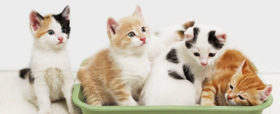 17 febbraio: festa nazionale del gatto. Associazione per adottare un gatto